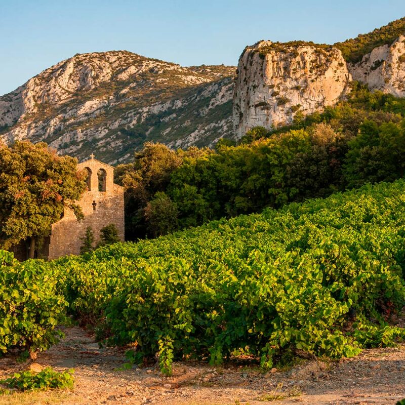 Atelier Œnologie "Vins de Languedoc-Roussillon"