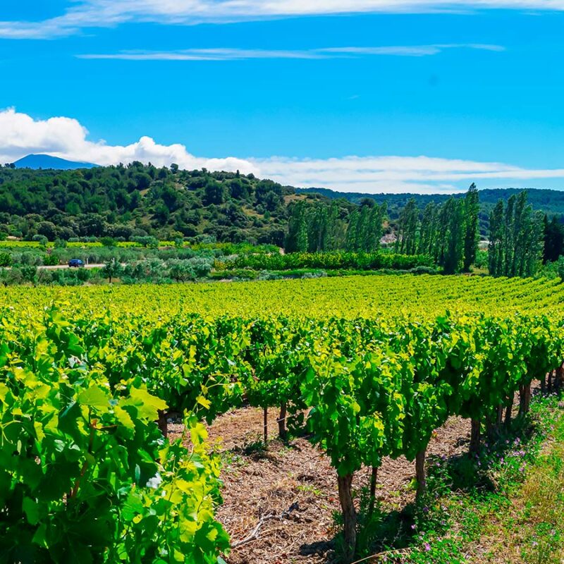 Atelier Œnologie "Vins de Provence"